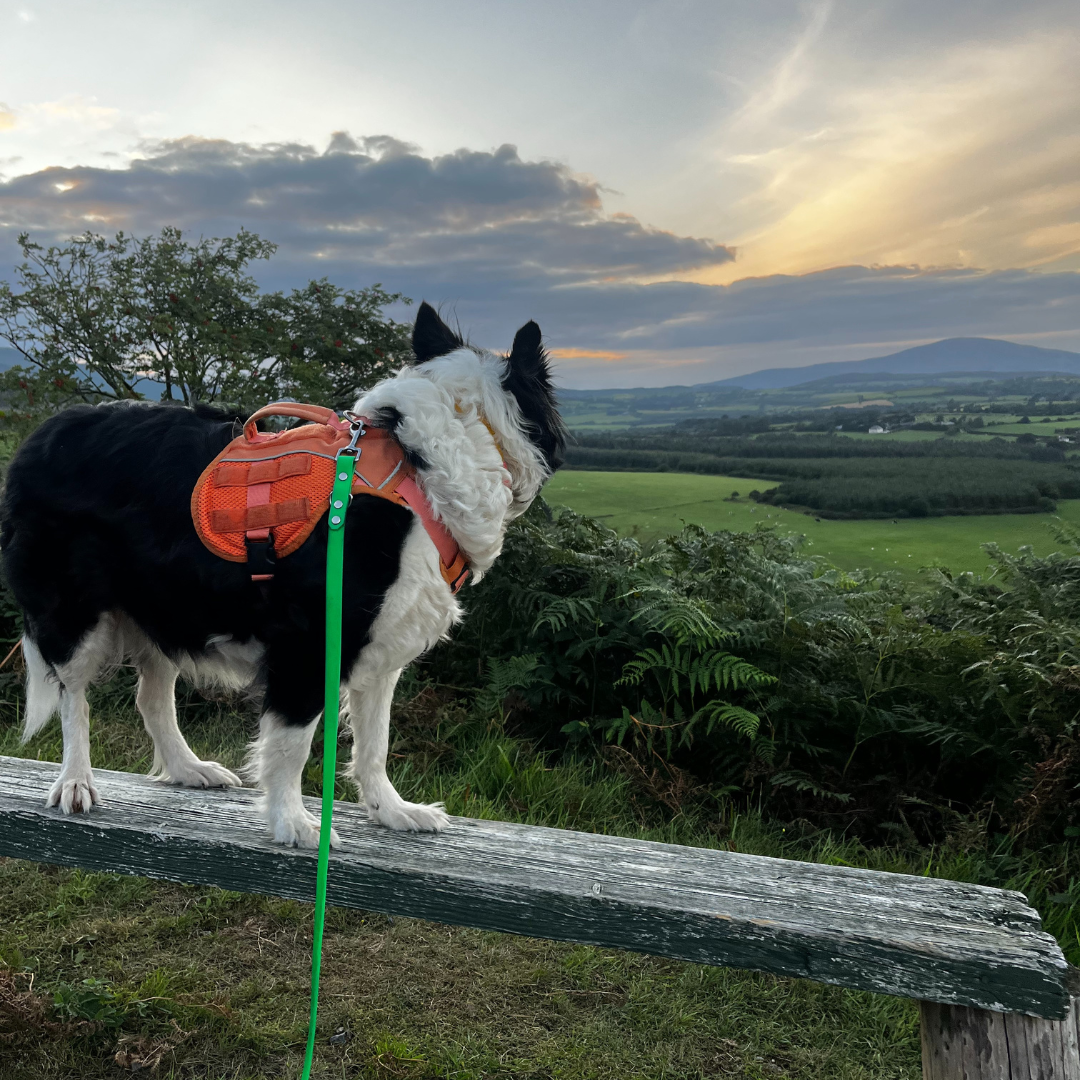 Halloween Themed Two Night Training Weekend – Crotty’s Lake Campsite - Fri Oct 31st to Sun Nov 2nd