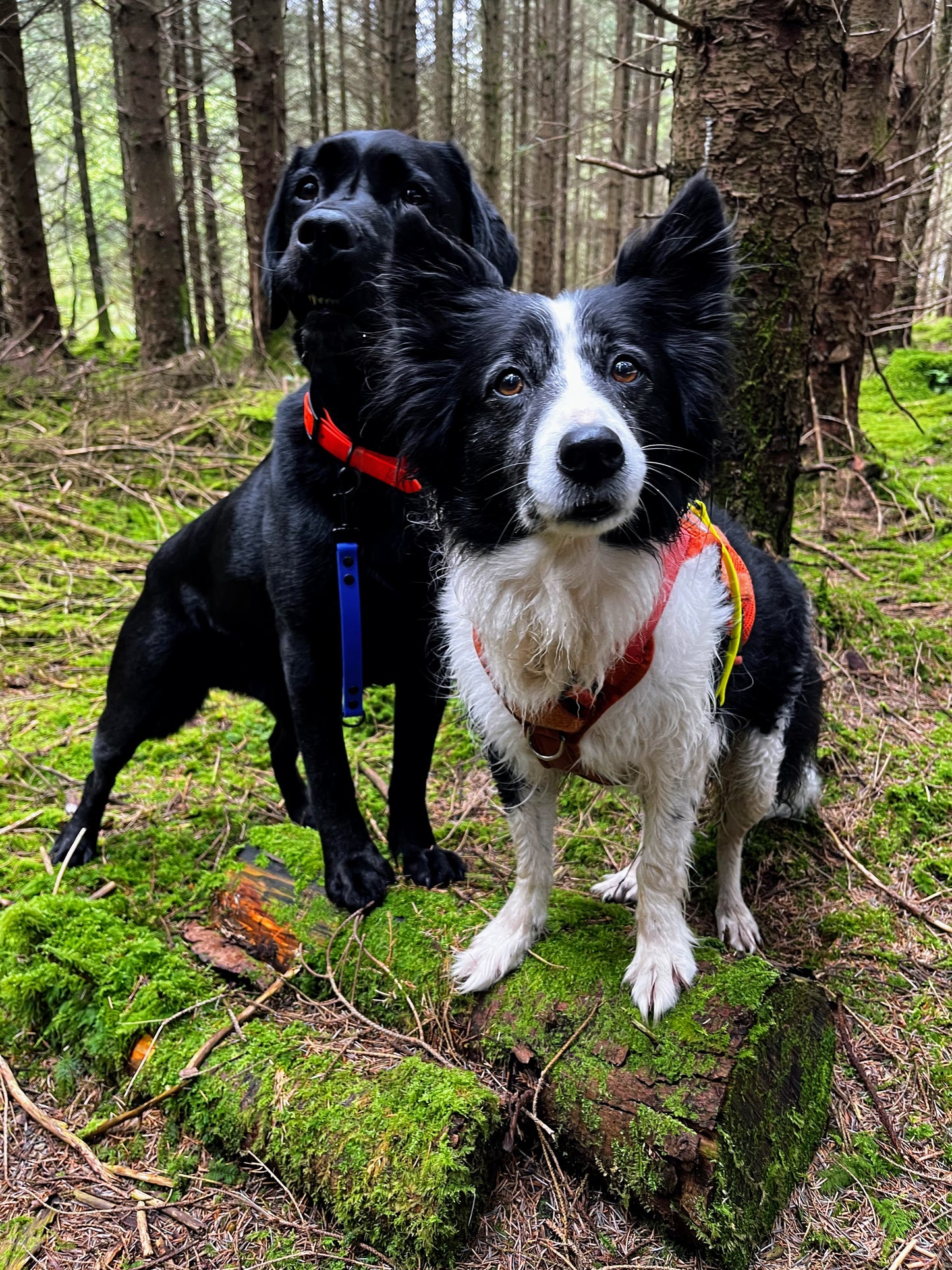 Freedom Handles & Tabs