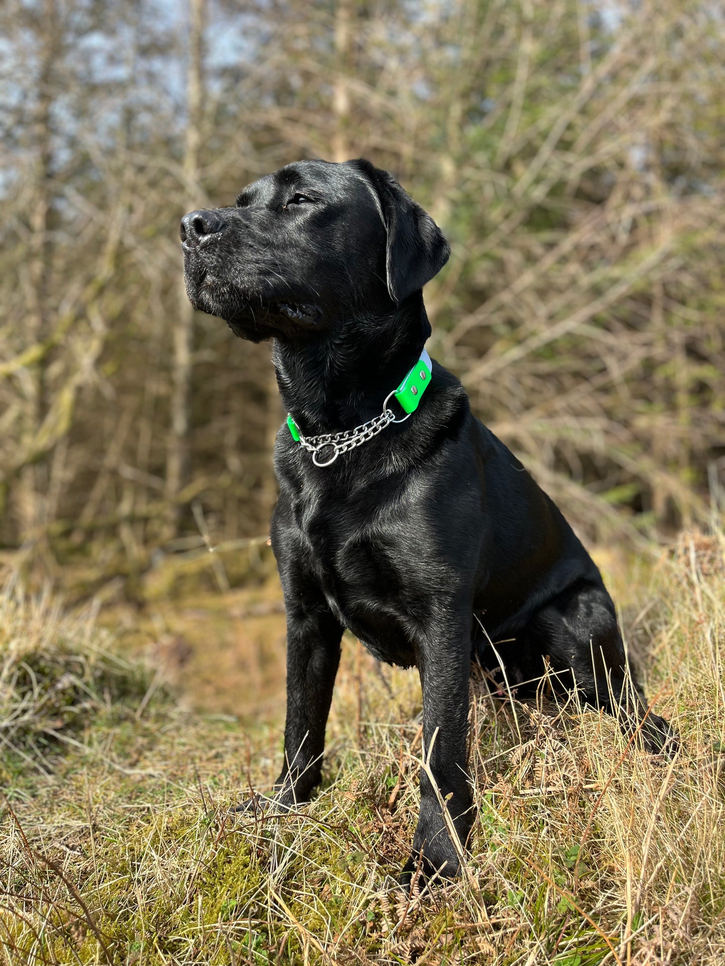 Martingale Collars