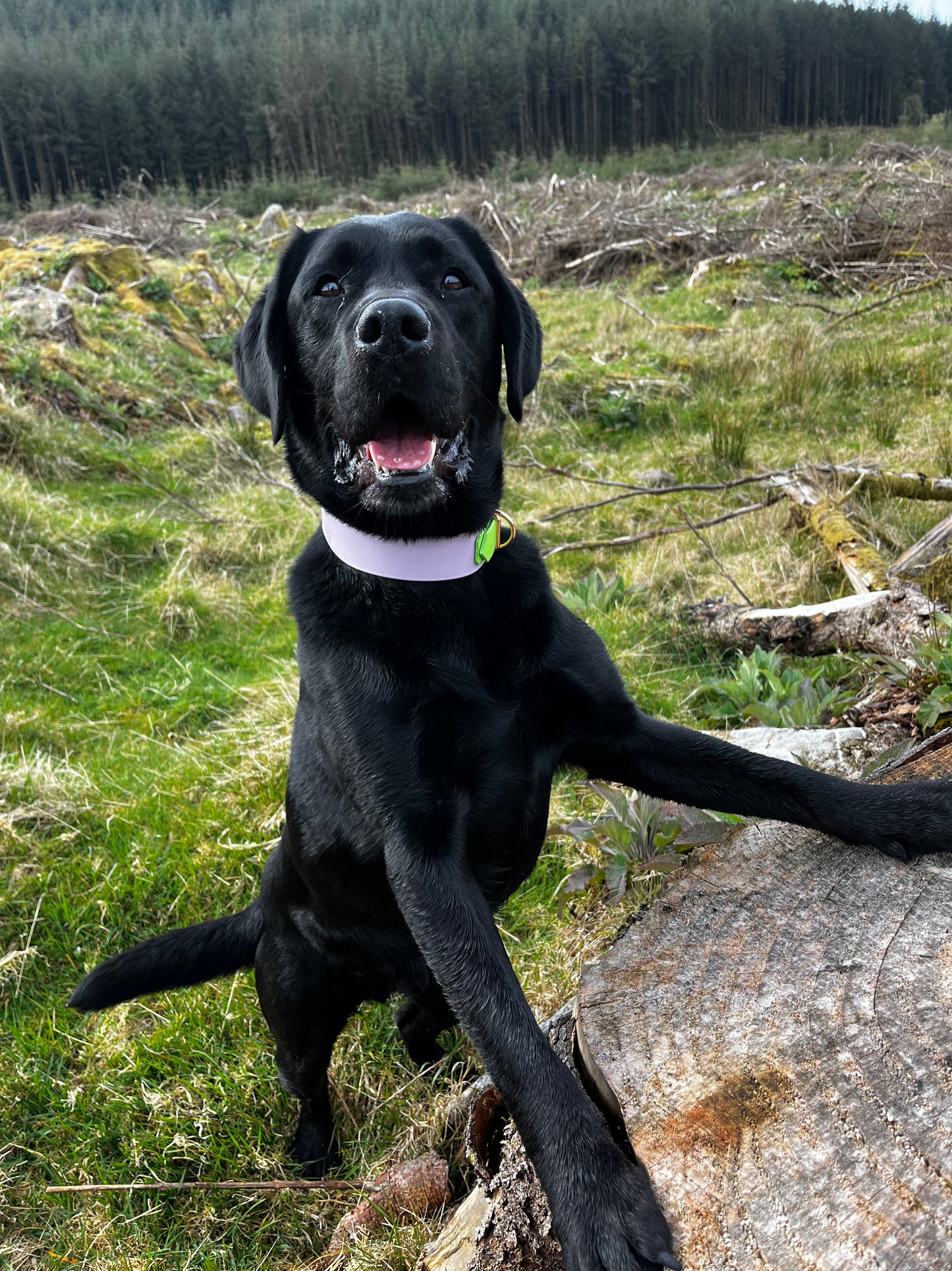 Hound Collar - Suitable for all breeds