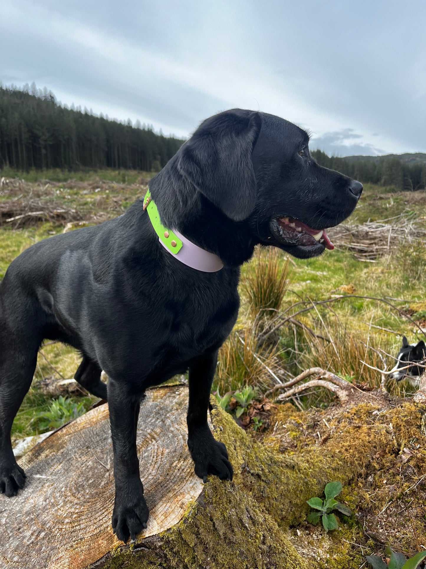 Hound Collar - Suitable for all breeds