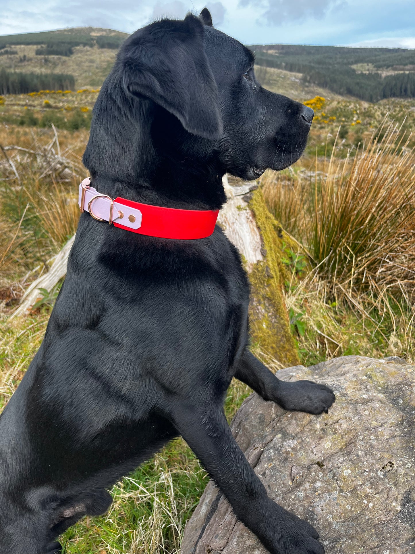 Hound Collar - Suitable for all breeds