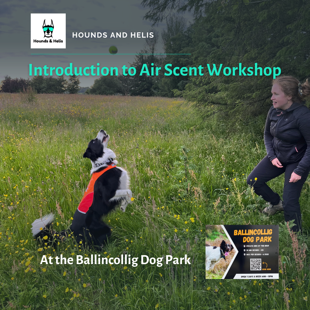 Introduction to Air Scent - Ballincollig Dog Park