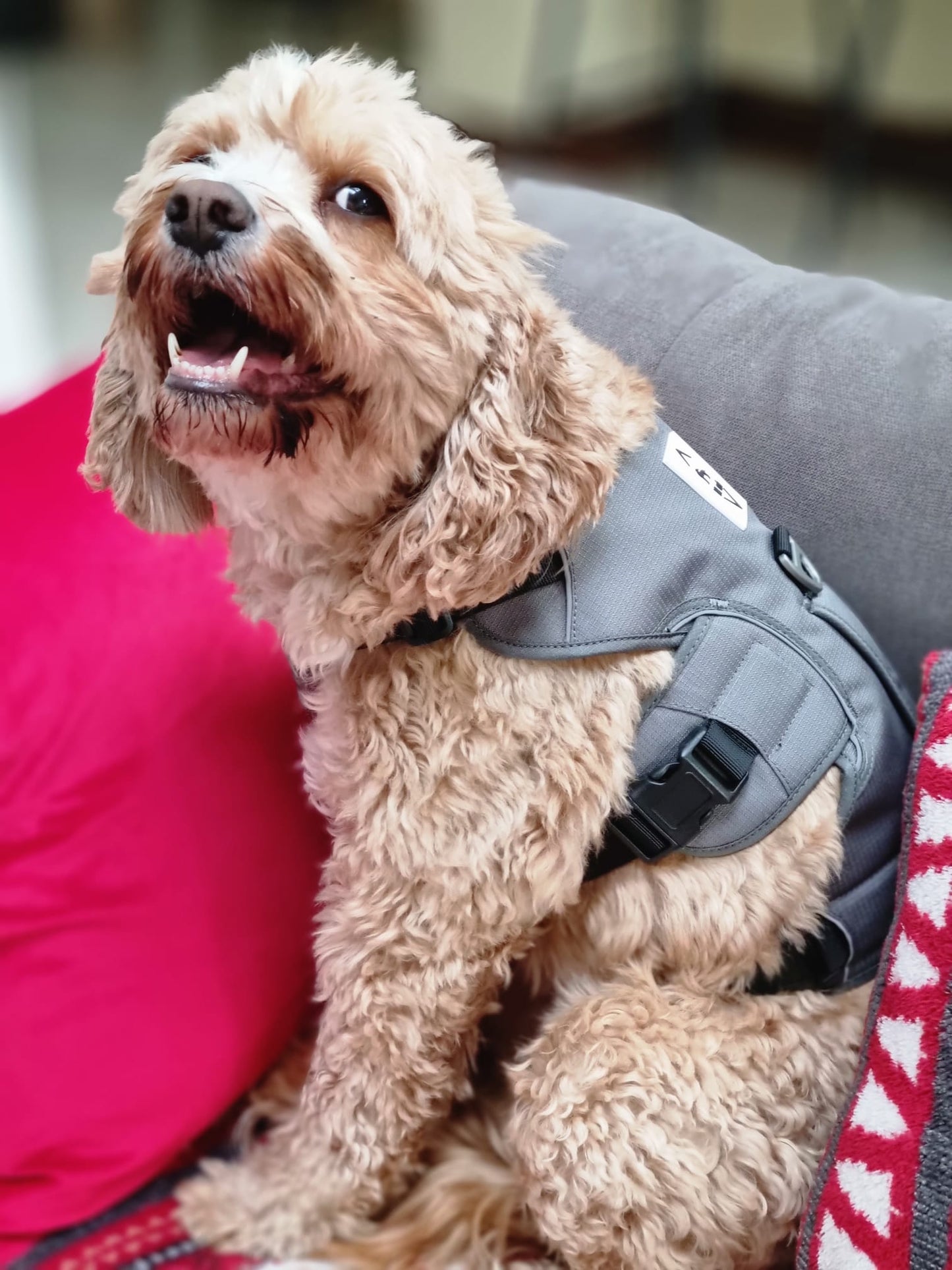 Hound Cu Dog Harness