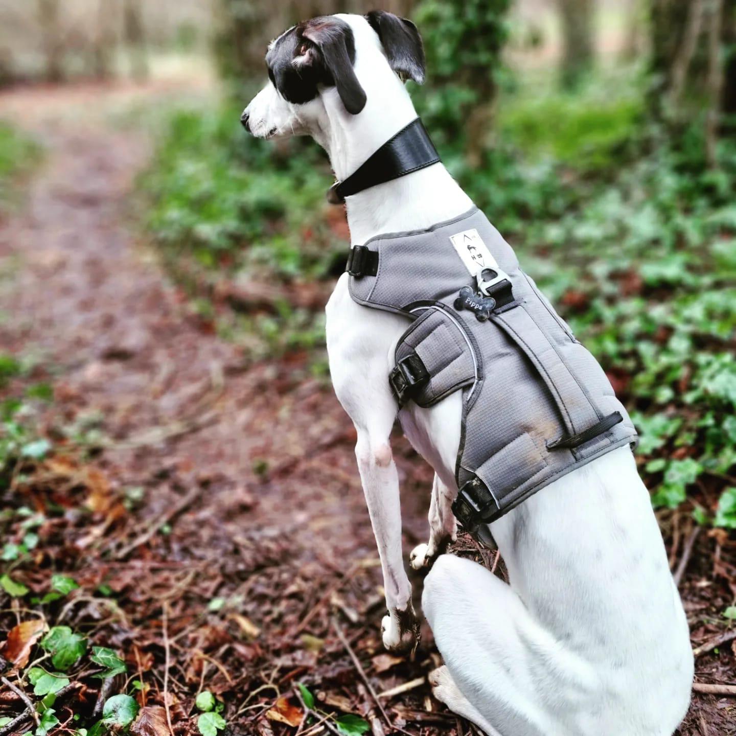 Hound Cu Dog Harness