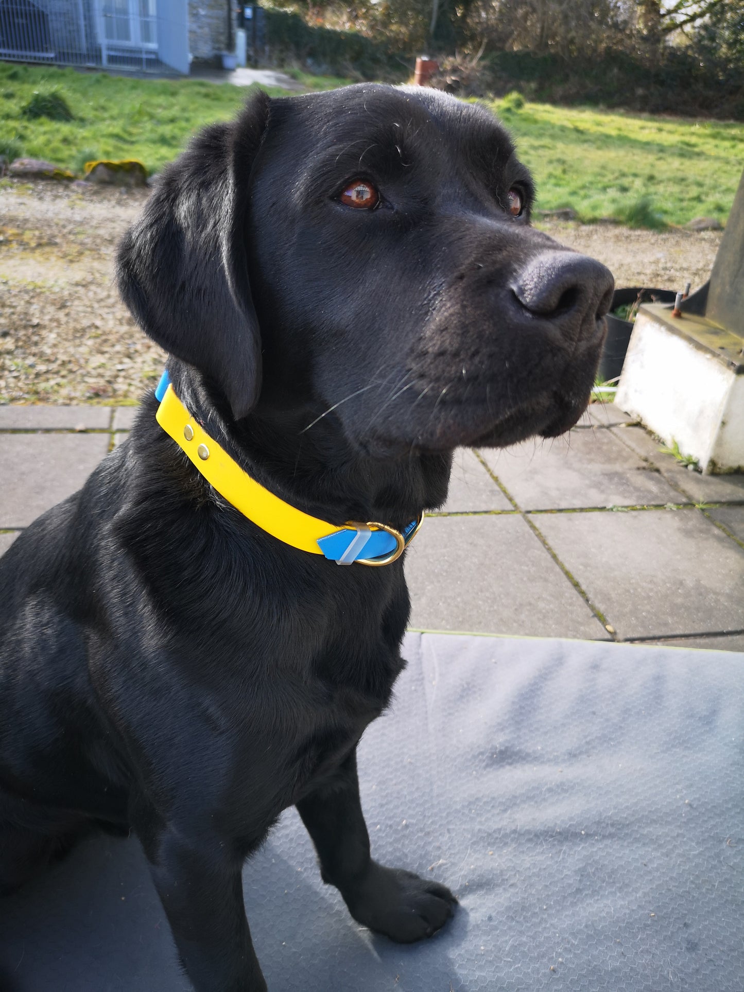 Two Tone Collars - Support for Ukraine's Animals