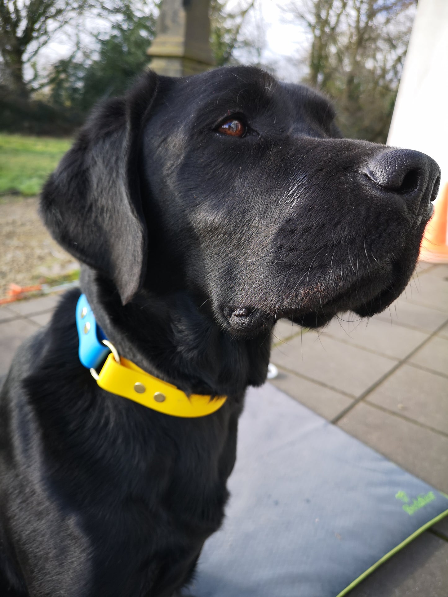Two Tone Collars - Support for Ukraine's Animals
