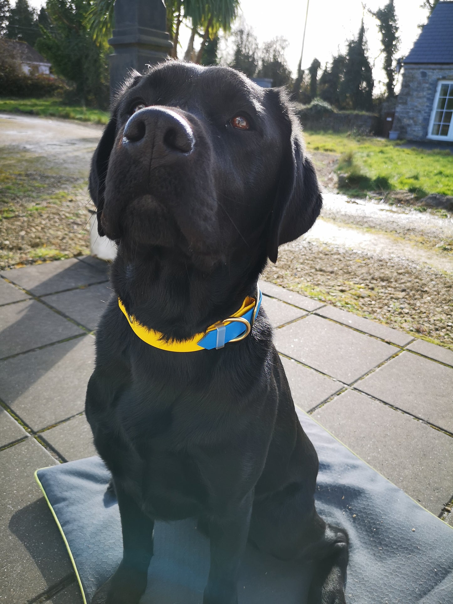 Two Tone Collars - Support for Ukraine's Animals
