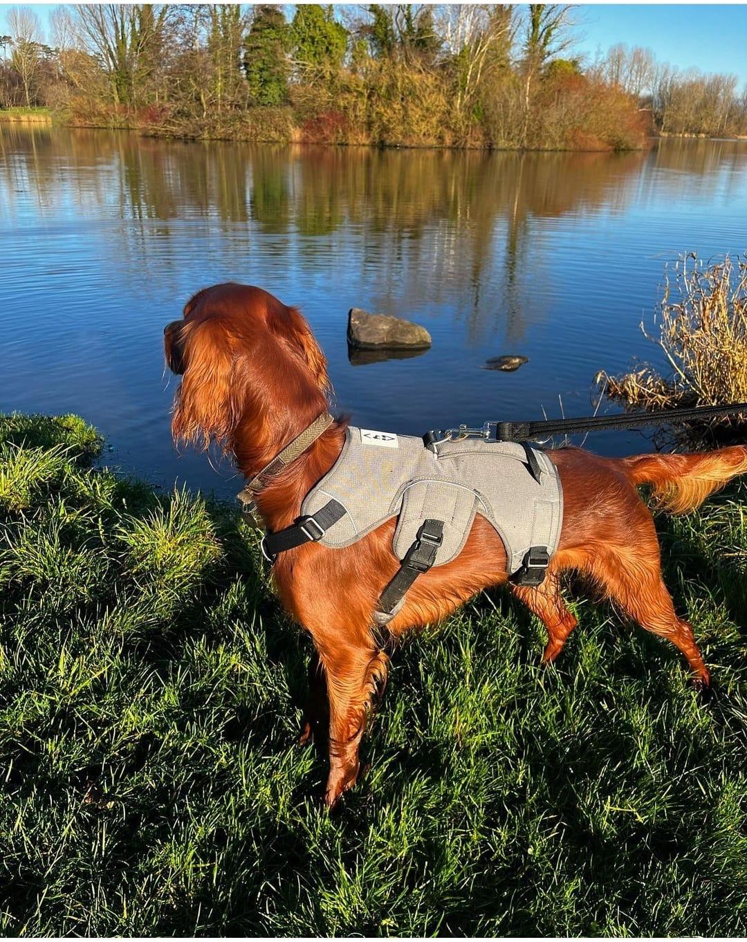 Hound Cu Dog Harness