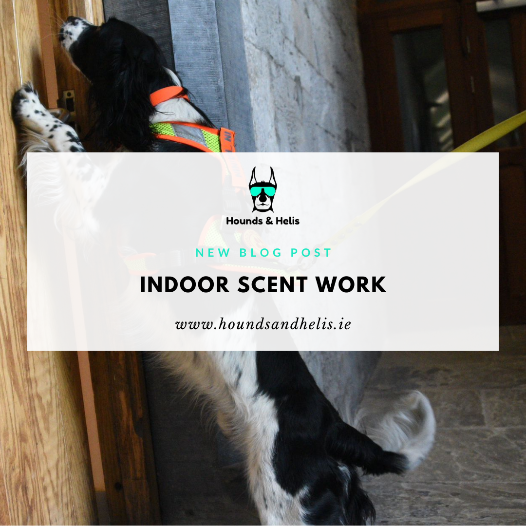 Indoor Scent Work