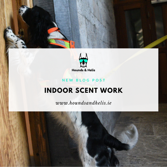 Indoor Scent Work