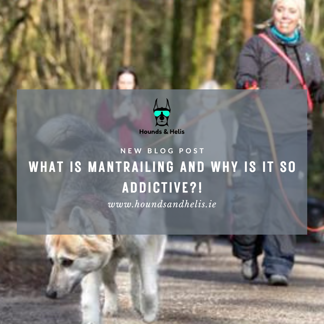Mantrailing for sport with a pet dog