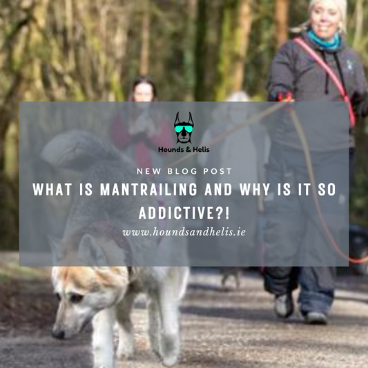 Mantrailing for sport with a pet dog
