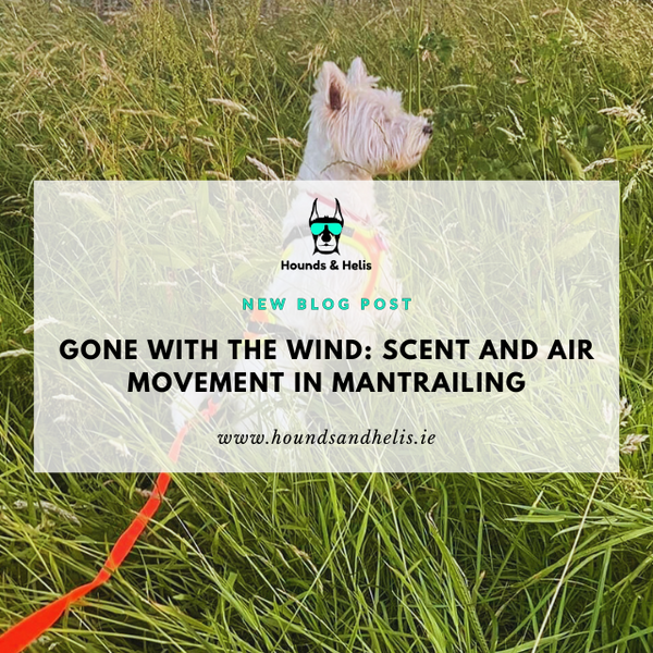 Gone with the Wind: Scent and Air Movement in Mantrailing