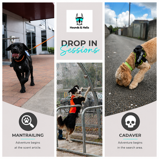 Drop In Sessions Mantrailing, Air Scent & Cadaver Training