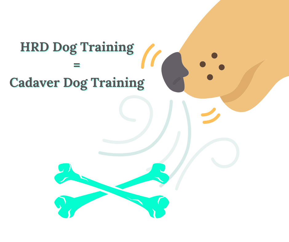 Cadaver Dog / HRD Dog