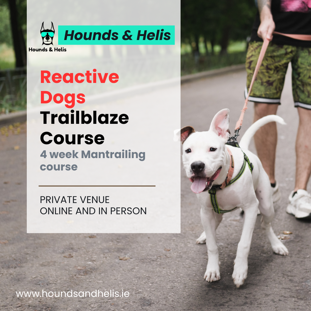 Reactive Dogs Trailblaze Mantrailing Course - June/July 2024 Killarney