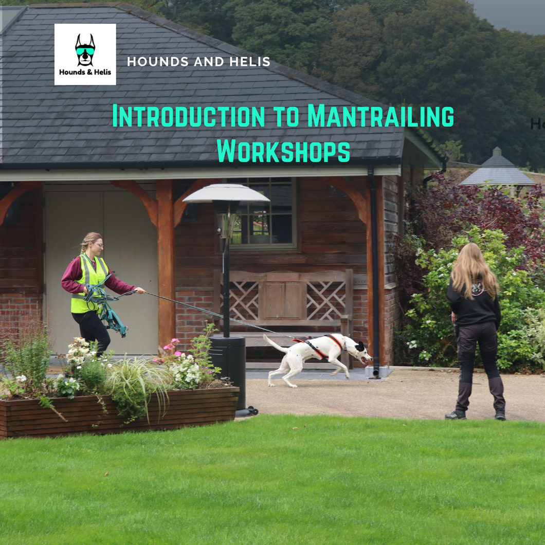 Introduction to Mantrailing Workshops