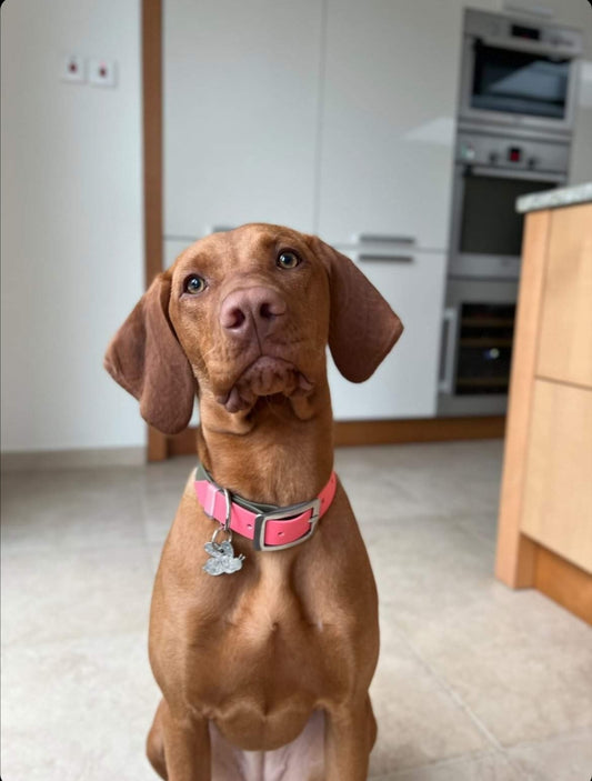 Collar - Two Toned